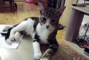 Alerta desaparecimento Gato Macho , 3 anos Saint-Raphaël França
