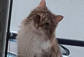 Alerta desaparecimento Gato  Fêmea , 1 anos La Talaudière França