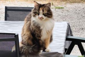 Alerta desaparecimento Gato cruzamento Fêmea , 6 anos Revel França