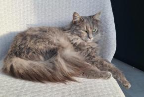 Alerta desaparecimento Gato Fêmea , 3 anos Les Sables-d'Olonne França