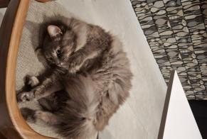 Alerta desaparecimento Gato Fêmea , 3 anos Les Sables-d'Olonne França