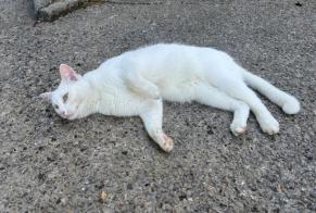 Alerta descoberta Gato  Desconhecido Lagord França