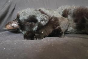 Alerta desaparecimento Gato Macho , 12 anos Le Bourget-du-Lac França