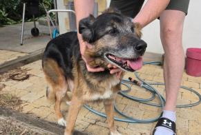 Alerta descoberta Cão cruzamento Macho Quimperlé França