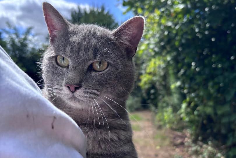 Alerta descoberta Gato Macho Frenelles-en-Vexin França
