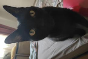 Alerta desaparecimento Gato Macho, 3 anos Toulouse França
