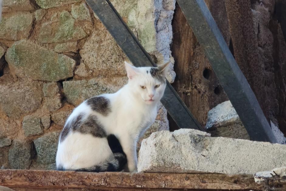 Alerta descoberta Gato Macho Secondigny França