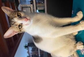 Alerta desaparecimento Gato Macho , 1 anos Secondigné-sur-Belle França