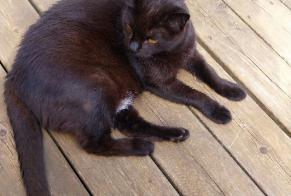 Alerta desaparecimento Gato Fêmea, 14 anos 24590 St Crépin-et-Carlucet França