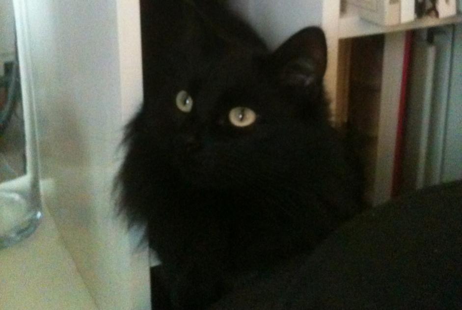 Alerta desaparecimento Gato Macho , 15 anos Nantes França