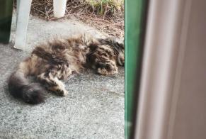 Alerta descoberta Gato Desconhecido Limoux França
