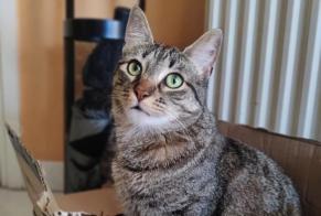 Alerta desaparecimento Gato Fêmea, 1 anos Lyon França