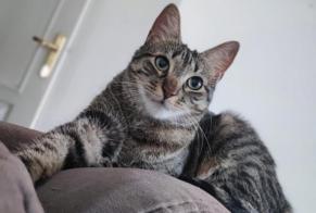Alerta desaparecimento Gato Fêmea, 1 anos Lyon França