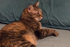 Alerta desaparecimento Gato Fêmea, 5 anos Saint-Étienne França