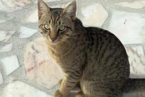 Alerta descoberta Gato Desconhecido Gagny França