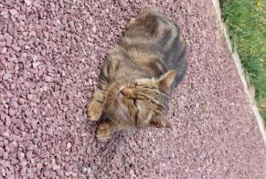 Alerta descoberta Gato Fêmea Champéon França