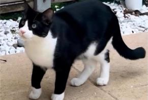 Alerta desaparecimento Gato Macho, 3 anos Le Mée-sur-Seine França