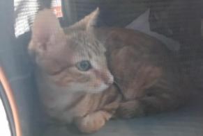 Alerta descoberta Gato Macho Lyon França
