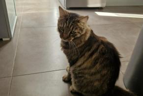 Alerta descoberta Gato Desconhecido Dijon França