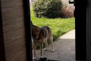 Alerta desaparecimento Cão cruzamento Macho, 6 anos Le Pertre França