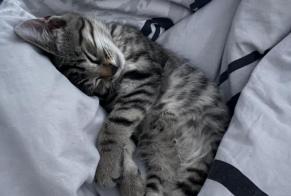 Alerta descoberta Gato Fêmea Bonneville França
