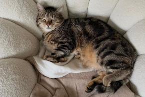 Alerta desaparecimento Gato Macho, 7 anos Châteauroux França