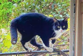 Alerta desaparecimento Gato Macho, 1 anos Bondy França