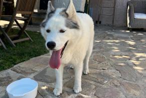 Alerta descoberta Cão Desconhecido Orange França