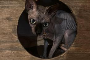 Alerta desaparecimento Gato Fêmea, 33 anos Montreuil-Juigné França