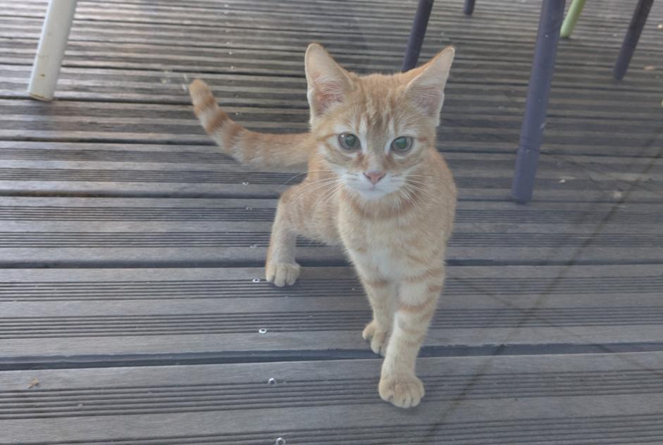 Alerta descoberta Gato cruzamento Desconhecido Cholet França