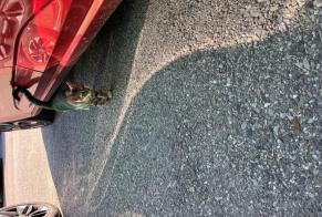 Alerta descoberta Gato Macho Alby-sur-Chéran França