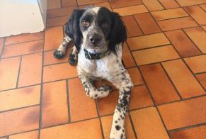 Alerta descoberta Cão Macho, 1 ano Saint-Estève França