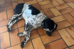 Alerta descoberta Cão Macho, 1 ano Saint-Estève França