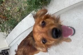 Alerta descoberta Cão cruzamento Macho Le Pin França