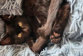 Alerta desaparecimento Gato Fêmea, 1 anos Saint-Féliu-d'Amont França