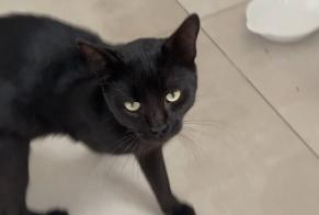 Alerta descoberta Gato Macho Saint-Georges-de-Reintembault França