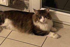 Alerta desaparecimento Gato Fêmea, 2 anos Chartres França