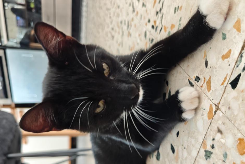 Alerta descoberta Gato Macho Vermelles França