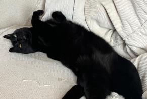 Alerta desaparecimento Gato Macho, 10 anos Montbard França