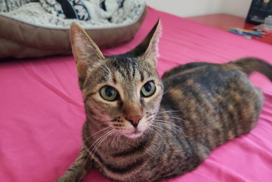 Alerta desaparecimento Gato Fêmea , 3 anos Royan França
