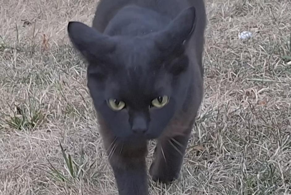 Alerta desaparecimento Gato Fêmea , 1 anos Parmain França