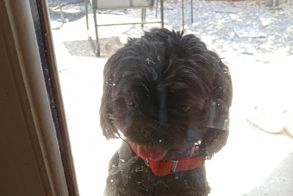 Alerta descoberta Cão  Macho Castries França