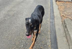 Alerta descoberta Cão Macho Mansonville França