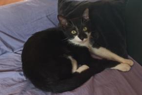 Alerta descoberta Gato cruzamento Desconhecido Ornacieux-Balbins França