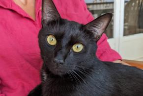 Alerta desaparecimento Gato cruzamento Macho, 1 anos Saint-Priest França