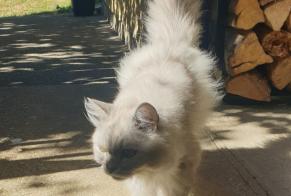Alerta desaparecimento Gato Macho, 6 anos Lissieu França