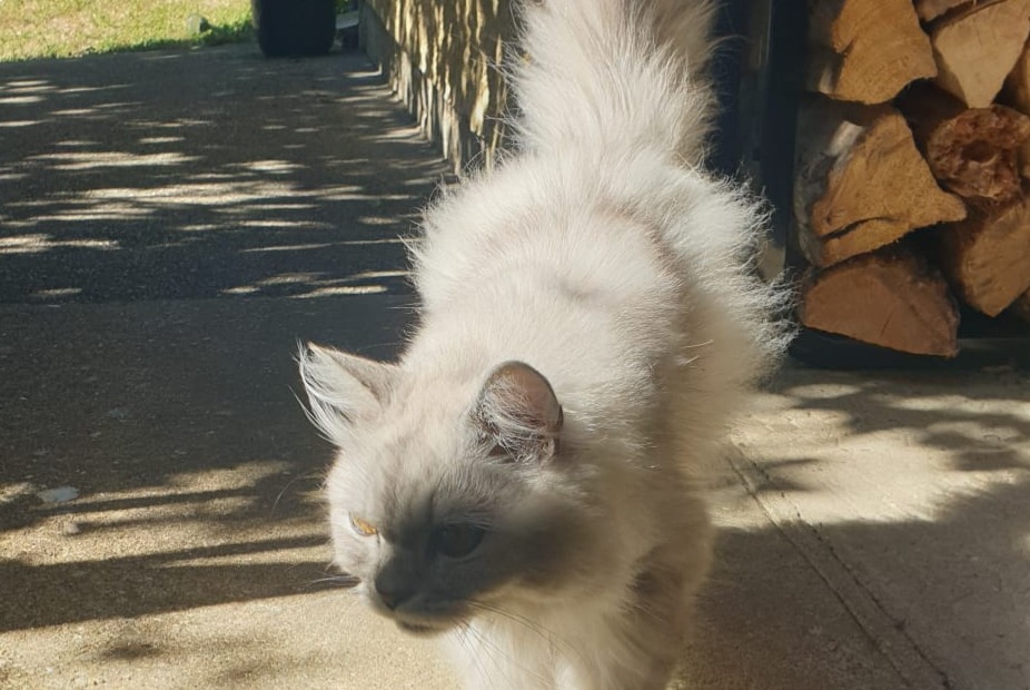 Alerta desaparecimento Gato Macho , 6 anos Lissieu França