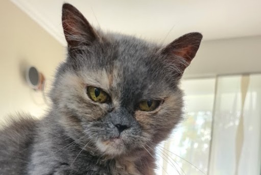 Alerta desaparecimento Gato cruzamento Fêmea , 16 anos Rennes França
