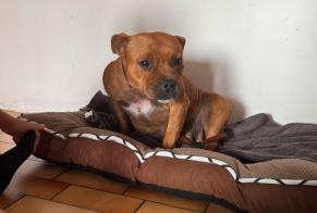 Alerta desaparecimento Cão Fêmea, 6 anos Châtellerault França
