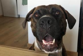 Alerta desaparecimento Cão cruzamento Fêmea, 4 anos Toulouse França
